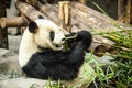 Giant Panda China. Panda eats bamboo. Royalty Free Stock Photo