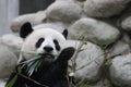 Giant Panda in Chongqing, China