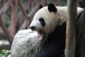 Giant Panda in Chongqing, China