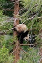 Giant Panda climbing down a tree Washington DC Zoo