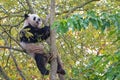 A giant panda climbing in a tree Royalty Free Stock Photo