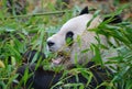 Giant panda close up portrait Royalty Free Stock Photo