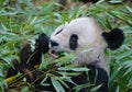 Giant panda close up portrait Royalty Free Stock Photo