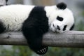 Giant Panda Cub Royalty Free Stock Photo
