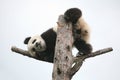 Giant panda cub Royalty Free Stock Photo