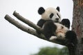 Giant panda cub Royalty Free Stock Photo