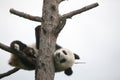 Giant panda cub Royalty Free Stock Photo