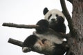 Giant panda cub