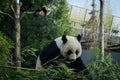 Giant panda and cub Royalty Free Stock Photo