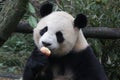 Giant Panda Cub is Eating a Red Apple , Chengdu Panda Base, China Royalty Free Stock Photo