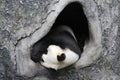 Giant Panda Cub in Fuzhou, China Royalty Free Stock Photo