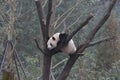 Giant Panda Cub in Gengda Panda base
