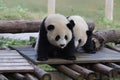 Giant Panda Cub inChongqing, China