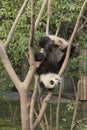 Giant panda cub playing on the tree Royalty Free Stock Photo