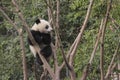 Giant panda cub playing on the tree Royalty Free Stock Photo