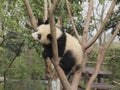 Giant panda cub playing on the tree Royalty Free Stock Photo