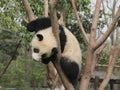 Giant panda cub playing on the tree Royalty Free Stock Photo