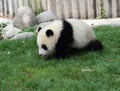 Giant Panda Cub Royalty Free Stock Photo