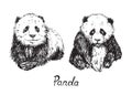 Giant panda cubes sitting, hand drawn doodle sketch set with inscription