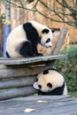 Giant panda cubs playing Royalty Free Stock Photo