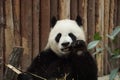 Giant panda Da Jiao Royalty Free Stock Photo