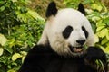 Giant Panda Eating