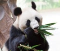 Giant panda eating bamboo