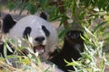 Giant happy panda bear eating bamboo