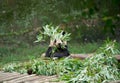 Giant panda eating bamboo Royalty Free Stock Photo