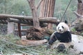 Giant panda is eating bamboo, Bifengxia Nature Reserve, Sichuan Province