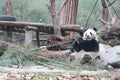 Giant panda is eating bamboo, Bifengxia Nature Reserve, Sichuan Province Royalty Free Stock Photo