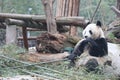 Giant panda is eating bamboo, Bifengxia Nature Reserve, Sichuan Province