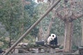 Giant panda is eating bamboo, Bifengxia Nature Reserve, Sichuan Province