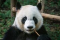 Giant panda eating bamboo Royalty Free Stock Photo