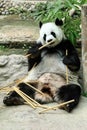 Giant Panda eating bamboo in Chiang Mai zoo, Chiangmai Province, THailand. Royalty Free Stock Photo