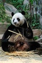 Giant Panda eating bamboo in Chiang Mai zoo, Chiangmai Province, THailand. Royalty Free Stock Photo