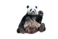 Giant Panda eating bamboo Royalty Free Stock Photo