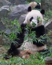 The giant panda eating bamboo Royalty Free Stock Photo
