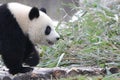 Giant Panda in Chengdu, China