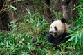 Giant panda eating bamboo leaves Royalty Free Stock Photo