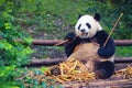 Giant Panda eating bamboo lying down on wood in Chengdu, Sichuan Province, China