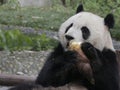 Giant panda eating bamboo shoot