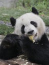 Giant panda eating bamboo shoot Royalty Free Stock Photo