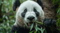 Giant panda eating bamboo in sichuan forest, detailed fur texture under natural light