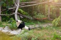 giant panda eating bamboo stick