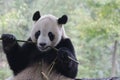 Tai Chan, Famous Giant Panda from USA