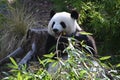 A giant panda eats bamboo in the forest