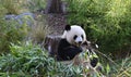 A giant panda eats bamboo in the forest