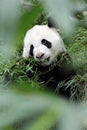 Giant Panda in the Forest (Portrait) Royalty Free Stock Photo