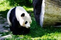 Giant Panda in the grass